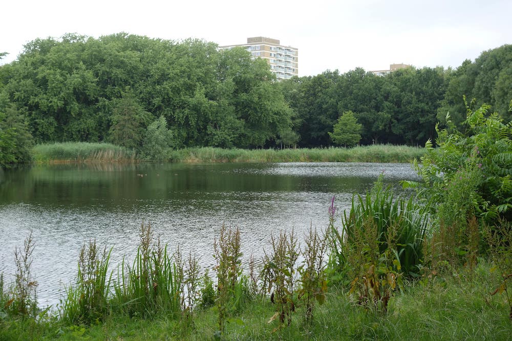 Rembrandtpark kijkt uit naar feestprogramma rond 50-jarig bestaan