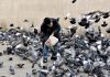 Vogeltjes voeren? Voortaan niet meer overal Vogeltjes voeren? Voortaan niet meer overal