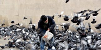 Vogeltjes voeren? Voortaan niet meer overal Vogeltjes voeren? Voortaan niet meer overal