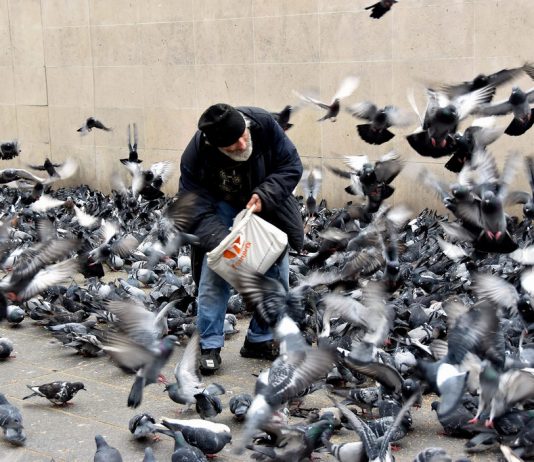 Vogeltjes voeren? Voortaan niet meer overal Vogeltjes voeren? Voortaan niet meer overal