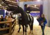 Wereldbeker dressuur Amsterdam: Isabell Werth en Patrik Kittel aan start