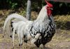 Diertjes kinderboerderij De Gliphoeve weer losgelaten Diertjes kinderboerderij De Gliphoeve weer losgelaten