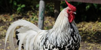 Diertjes kinderboerderij De Gliphoeve weer losgelaten Diertjes kinderboerderij De Gliphoeve weer losgelaten