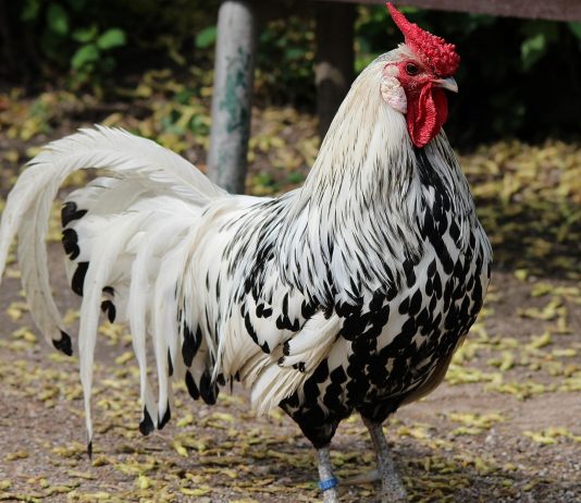 Diertjes kinderboerderij De Gliphoeve weer losgelaten Diertjes kinderboerderij De Gliphoeve weer losgelaten