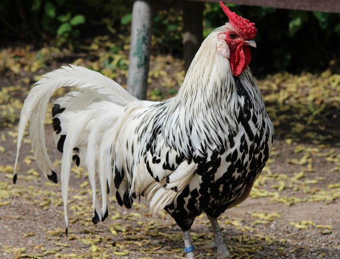 Diertjes kinderboerderij De Gliphoeve weer losgelaten