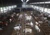 Teledoc ‘Het mysterie van de melkrobots’ op NPO 2