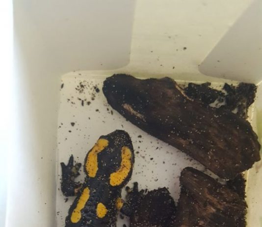 Vuursalamander gevonden in de stad Vuursalamander gevonden in de stad