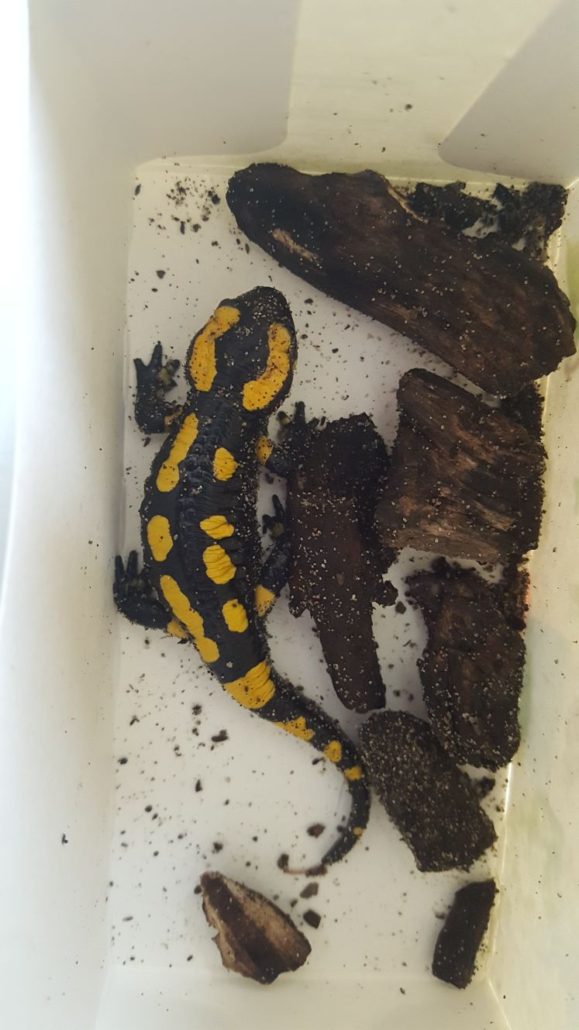 Vuursalamander gevonden in de stad Vuursalamander gevonden in de stad