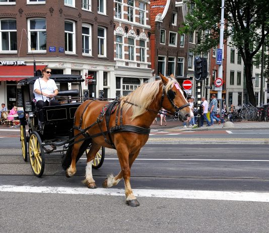 Bye bye: paard, wagen én zware vrachtwagen Bye bye: paard, wagen én zware vrachtwagen “Amsterdam scherpt het beleid voor het toelaten van zwaar vrachtverkeer in de binnenstad aan. Dit omdat bruggen en kades zuchten en steunen onder de zware last. Bruggen en kades werden ontworpen in de tijd van paard en wagen.