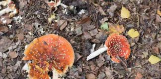 Amsterdam – Leuke dingen doen – dinsdag 30 oktober Amsterdam - Leuke dingen doen – dinsdag 30 oktober