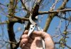 Kleinfruit snoeien met Wil bij Fruittuin van West