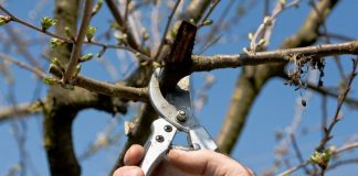 Kleinfruit snoeien met Wil bij Fruittuin van West Kleinfruit snoeien met Wil bij Fruittuin van West
