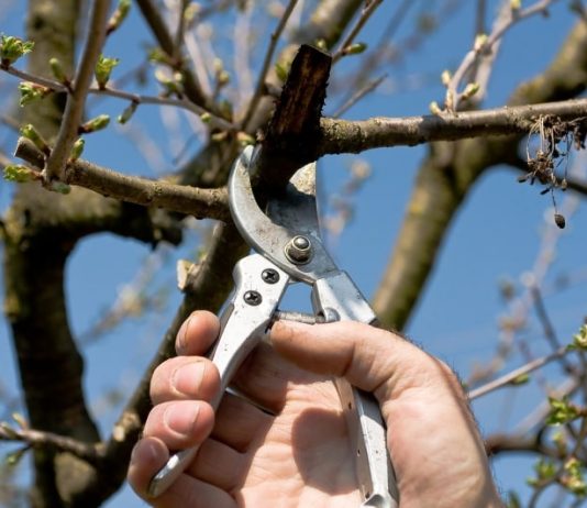 Kleinfruit snoeien met Wil bij Fruittuin van West Kleinfruit snoeien met Wil bij Fruittuin van West