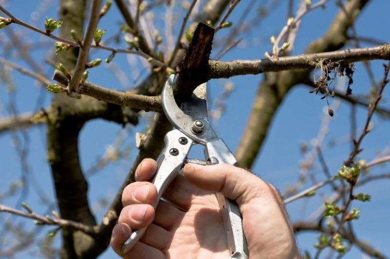 Kleinfruit snoeien met Wil bij Fruittuin van West