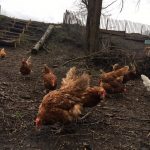 5 x kinderboerderijen in Amsterdam