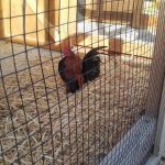 5 x kinderboerderijen in Amsterdam