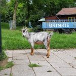 5 x kinderboerderijen in Amsterdam