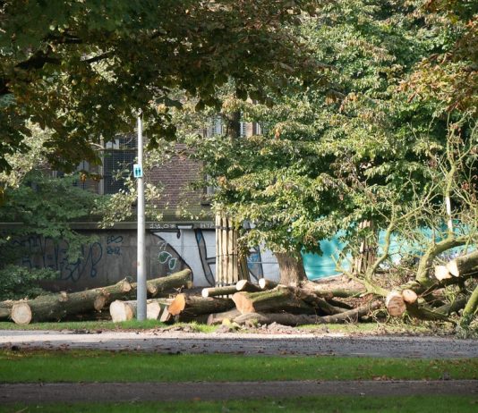Stadsinformatie: Kosten boom kappen Stadsinformatie: Kosten boom Kappen