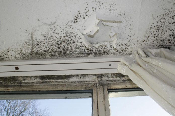 Schimmelexpert tegen schimmelwoningen
