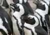 Artis event homoseksualiteit dierenrijk