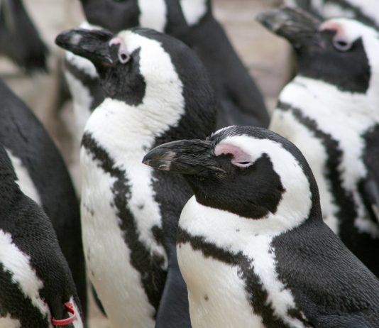 Artis event homoseksualiteit dierenrijk