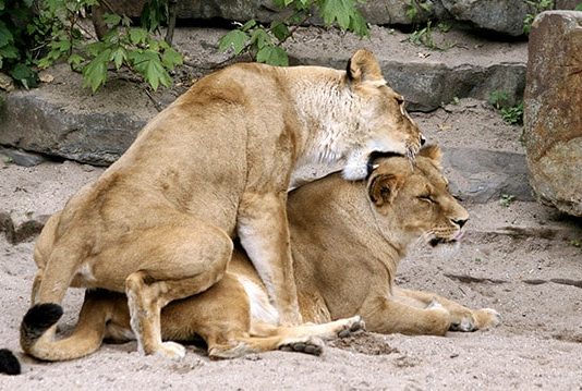 Een rondje Artis tijdens ‘homoseksualiteit in het dierenrijk’ Een rondje Artis tijdens 'homoseksualiteit in het dierenrijk'