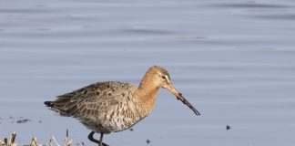 Het verhaal achter Vogelwerkgroep Amsterdam Het verhaal achter Vogelwerkgroep Amsterdam