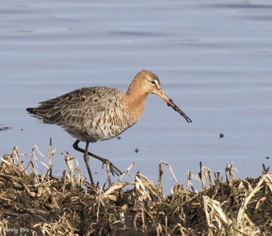 Het verhaal achter Vogelwerkgroep Amsterdam
