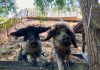 Het verhaal achter Boerderij op IJburg Het verhaal achter Boerderij op IJburg