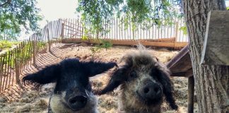 Het verhaal achter Boerderij op IJburg Het verhaal achter Boerderij op IJburg