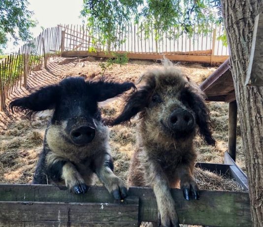 Het verhaal achter Boerderij op IJburg