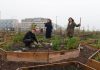 Buurtmoestuin levert rendement voor vooruitstrevende investeerders Buurtmoestuin levert rendement voor vooruitstrevende investeerders