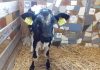 Het verhaal achter Kinderboerderij ’t Brinkie Het verhaal achter Kinderboerderij ’t Brinkie