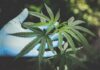 CBD olie tegen ziektes zoals Parkinson, Reuma, Epilepsie, Astma en Autisme CBD olie tegen ziektes zoals Parkinson, Reuma, Epilepsie, Astma en Autisme