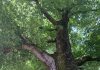 Reuzen van Noord, een verrassende audioroute langs monumentale bomen in Amsterdam-Noord Reuzen van Noord, een verrassende audioroute langs monumentale bomen in Amsterdam-Noord