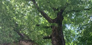 Reuzen van Noord, een verrassende audioroute langs monumentale bomen in Amsterdam-Noord