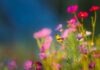 Welke planten ga jij bestellen voor je tuin of interieur?