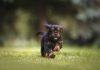 Je hond of puppy laten trainen in Amsterdam – de beste scholen Je hond of puppy laten trainen in Amsterdam - de beste scholen