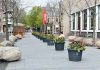 Tulp Festival zet in april de hoofdstad in bloei
