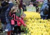 Vooruitblik op de Nationale Tulpendag in Amsterdam Vooruitblik op de Nationale Tulpendag in Amsterdam