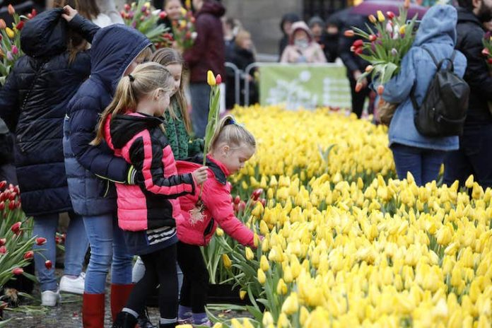 Vooruitblik op de Nationale Tulpendag in Amsterdam