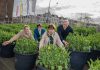 Tulp Festival Amsterdam van start: 'Stadhouderskade vol ‘Green Mile’-tulpen'