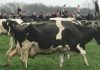 Koeien van boerenbedrijf Korrel gaan dansend de wei