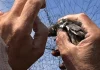 Breng jij een bezoekje aan Vogelwoensdag bij Forteiland Pampus?