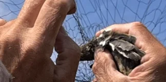 Breng jij een bezoekje aan Vogelwoensdag bij Forteiland Pampus?