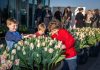 Jaarlijkste Tulp Festival Amsterdam van start gegaan Jaarlijkste Tulp Festival Amsterdam van start gegaan