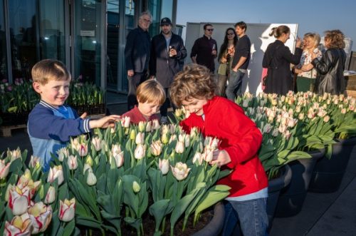 Jaarlijkste Tulp Festival Amsterdam van start gegaan