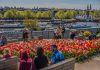 Tulp Festival opent met doop NEMO tulp Tulp Festival opent met doop NEMO tulp