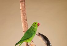 Grachtenmuseum opent tentoonstelling Dieren van de Grachten