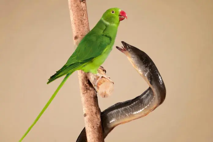 dieren van de grachten Grachtenmuseum opent bijzondere tentoonstelling Dieren van de Grachten